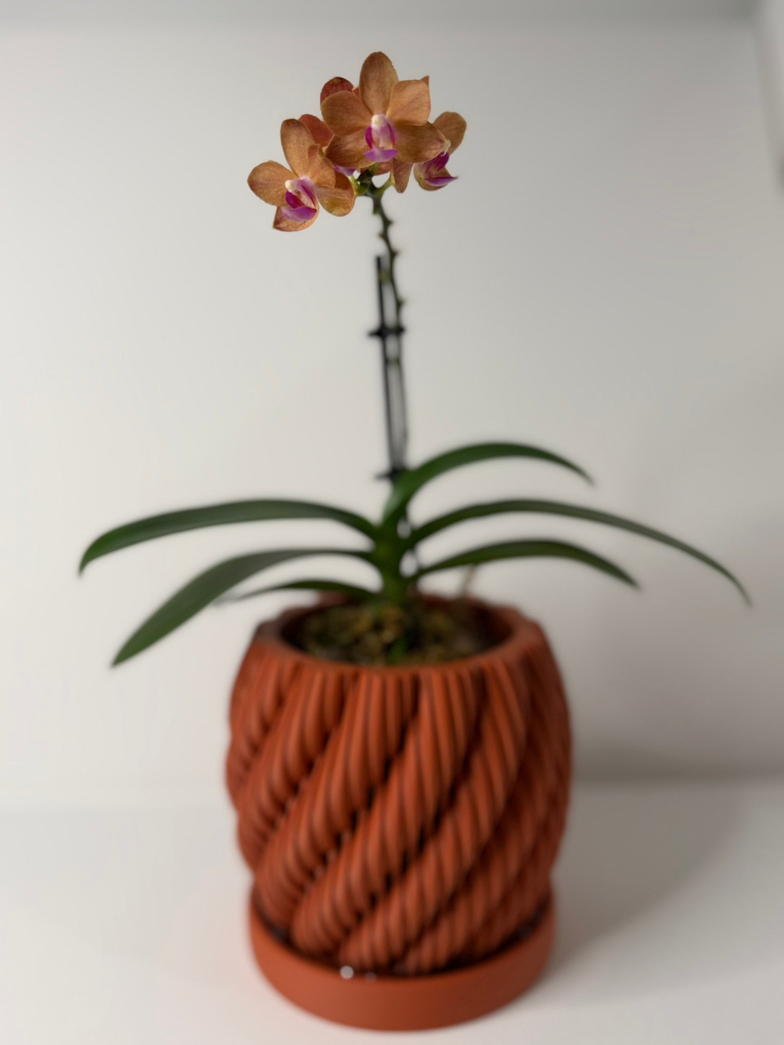 AERIS - Orchid Planter
