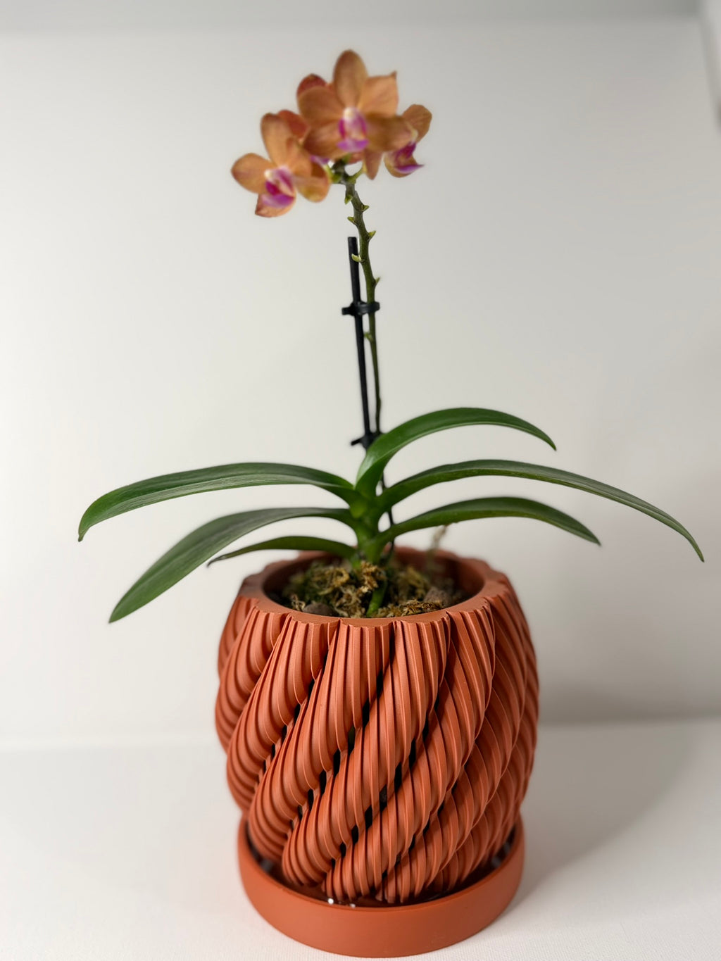 AERIS - Orchid Planter