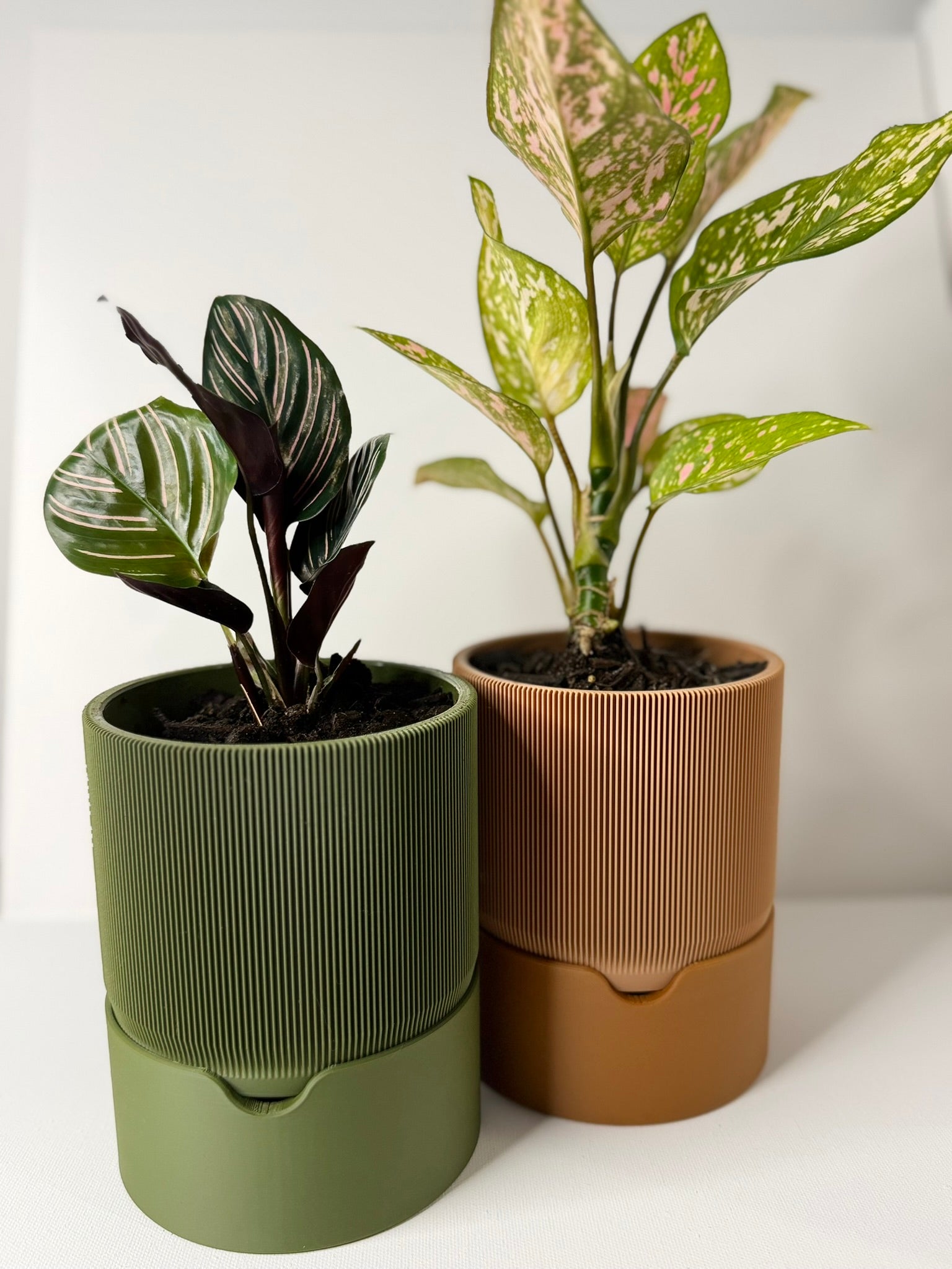 RILLIA - Self Planter