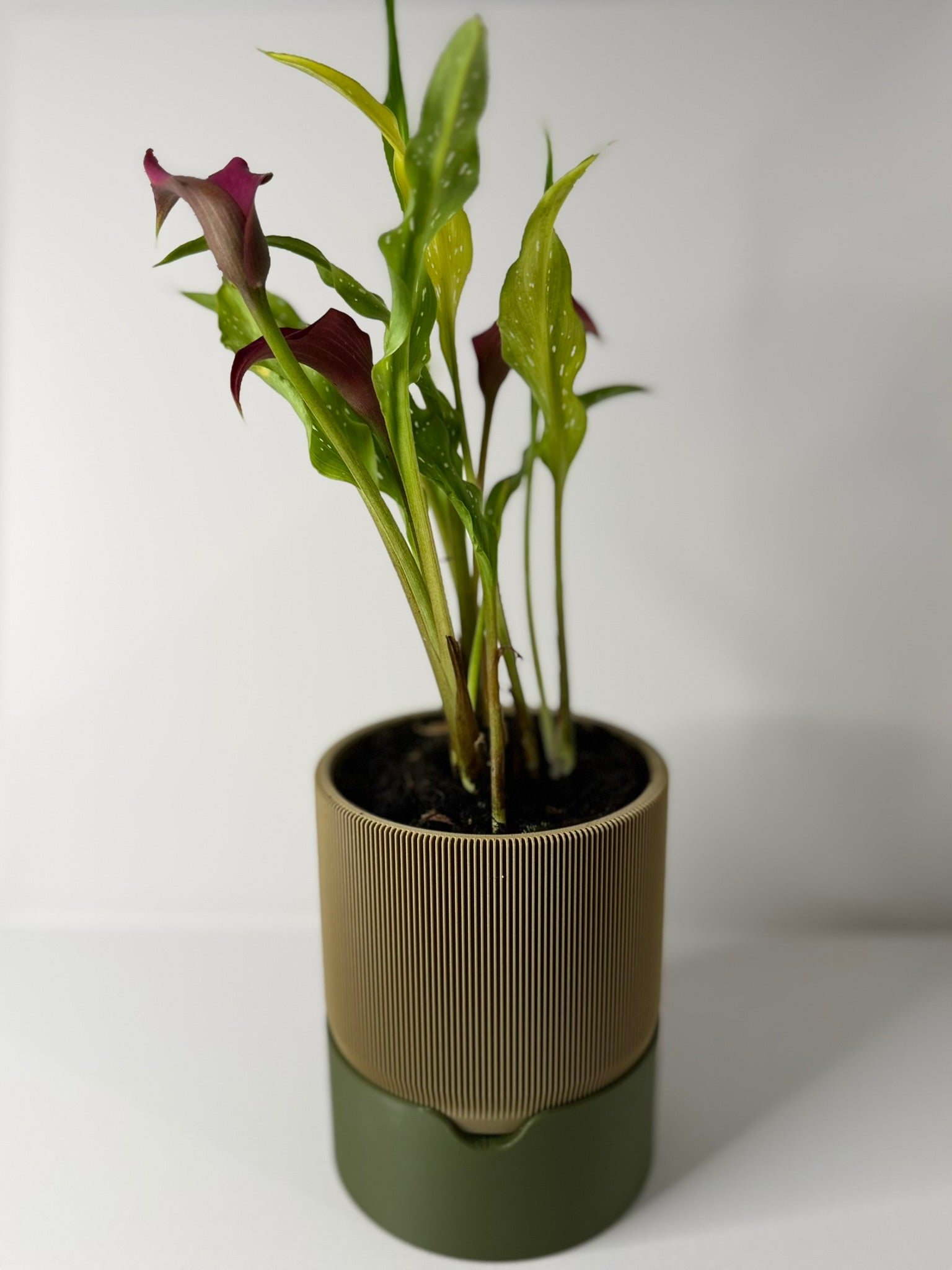 RILLIA - Self Planter