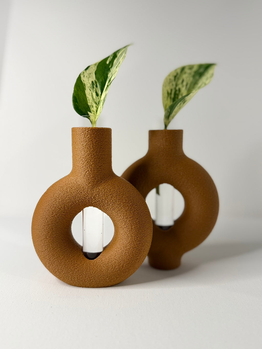 RINGIA - Plant Propagation