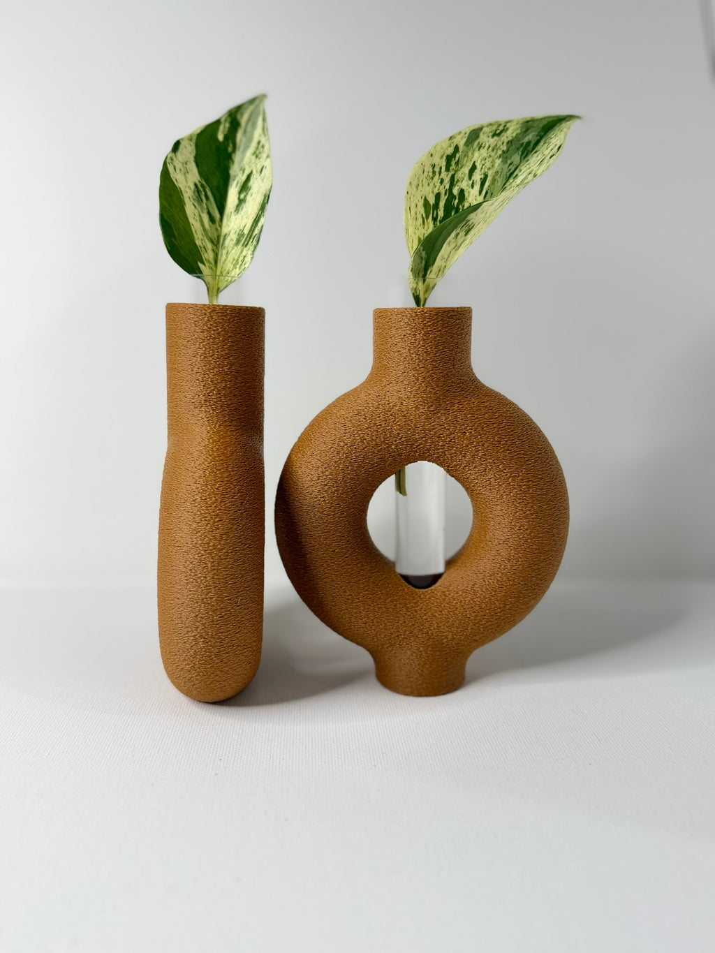 RINGIA - Plant Propagation