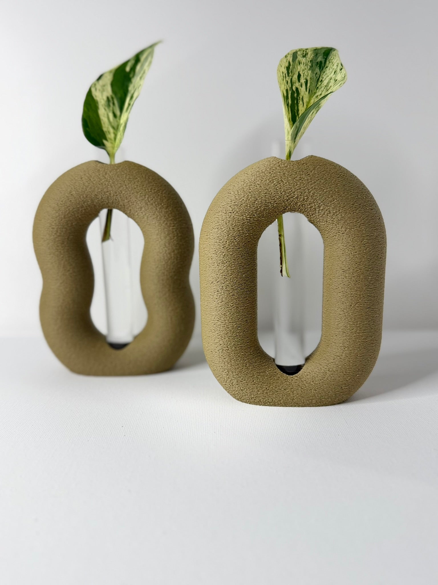 OVALINEO - Plant Propagation