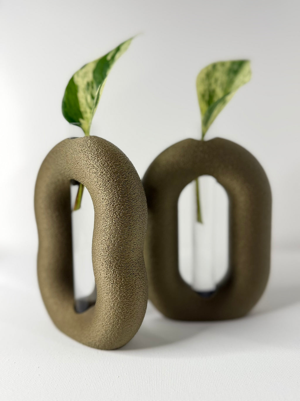 OVALINEO - Plant Propagation