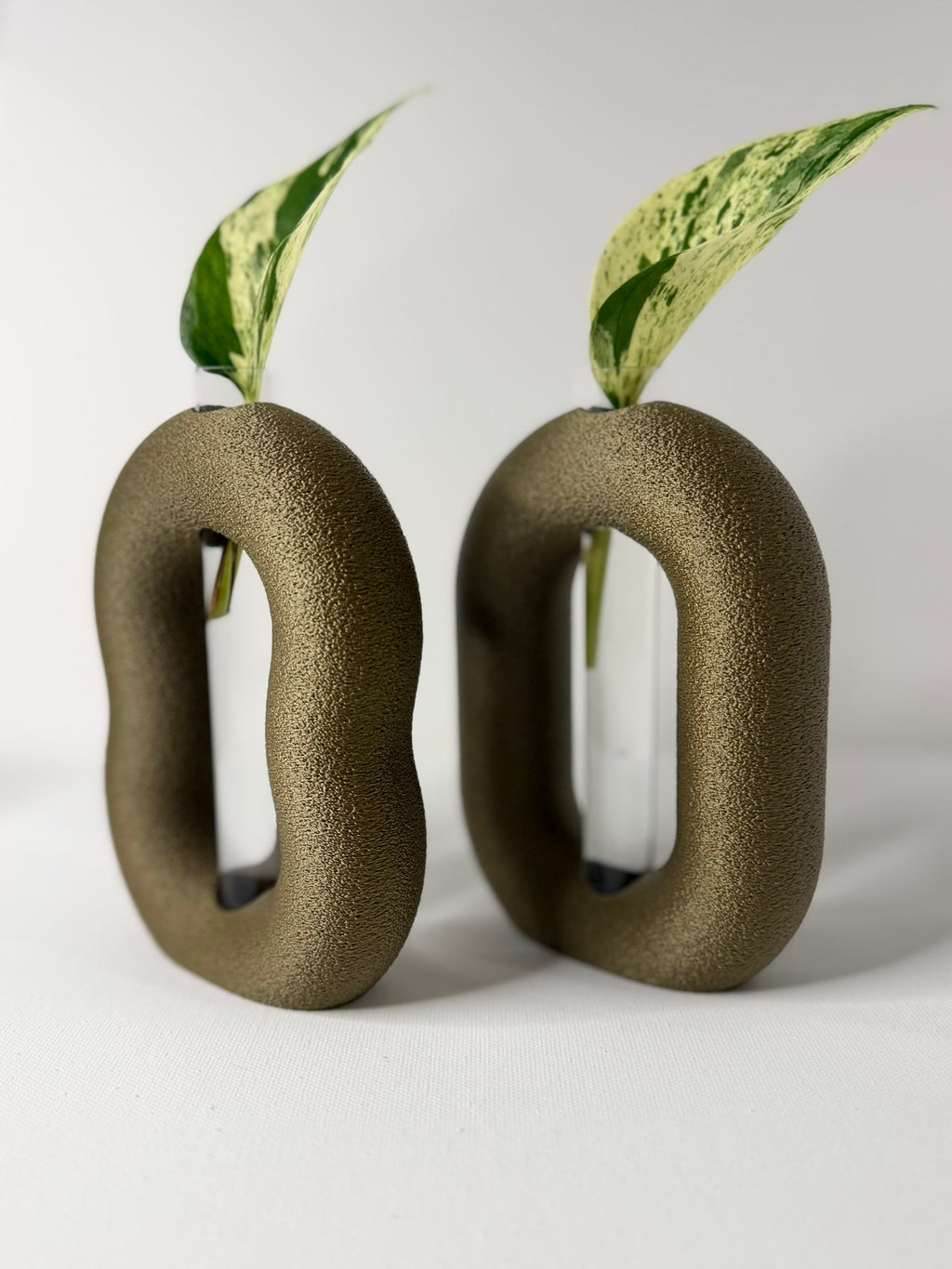 OVALINEO - Plant Propagation